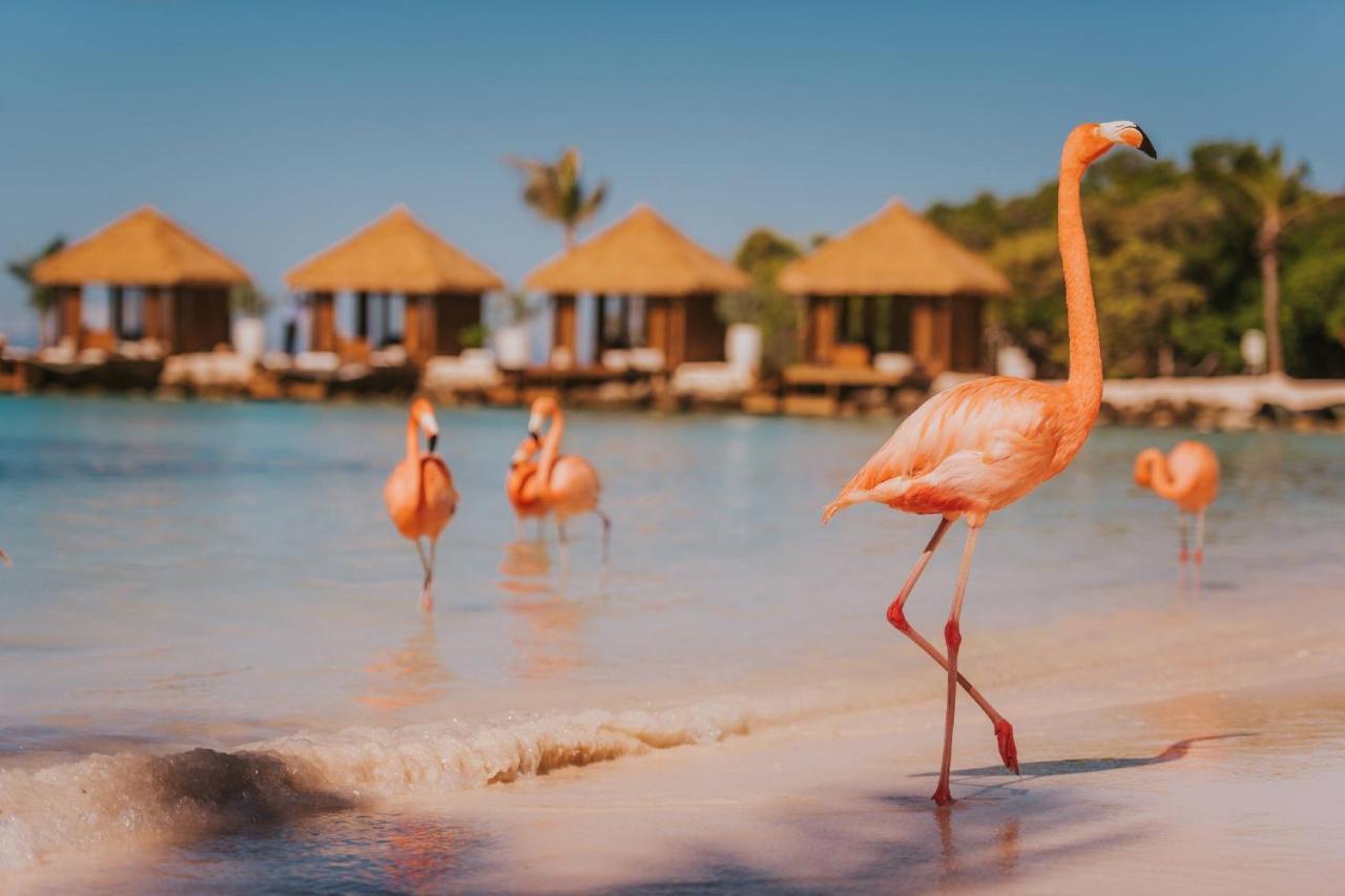 Renaissance Wind Creek Aruba Resort Oranjestad Ngoại thất bức ảnh